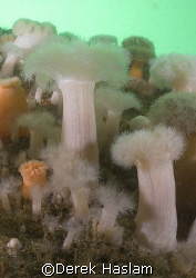 Plumose anemone's on the wreck of the Scylla. Cornwall. D... by Derek Haslam 
